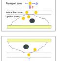 The experiments in Xia's lab compared the usual experimental setup (top) to an upside-down setup (bottom). Nanoparticle uptake in the two setups differs only if the ratio of the forces driving sedimentation (S) to those driving diffusion (D) are different. In the situation shown here the upright cells have taken up more nanoparticles than the upside-down ones because there is sedimentation.