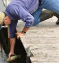 Mike Pace, one of the paper's authors, releases a largemouth bass into the Wisconsin study lake.