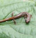 <I>Pseudoeurycea rex</I>, a high elevation salamander that has declined severely at many sites in Guatemala.