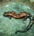 <I>Bolitoglossa lincolni</I>, one of the salamander species from San Marcos, Guatemala found to harbor the pathogenic chytrid fungus during recent surveys.