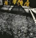 Sardine fishermen haul in a net in Monterey Bay, Calif.