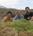 Researchers Monica Arakaki, Erika Edwards and Matt Obgurn were hunting for succulent plants in Argentina last February. Finding <I>Halophytum amenghinoi</I>, foreground, an extremely rare succulent relative of cacti, was a major goal of that field trip.