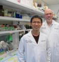 Chen-Yu Liao and James Nelson, Ph.D., are pictured in the lab at the Barshop Institute for Longevity and Aging Studies, part of The University of Texas Health Science Center San Antonio. Their studies of 41 different strains of mice showed that not all strains responded to fat loss with longer life span. The project included colleagues at the University of Colorado. Liao will receive his Ph.D. in May and move to California's Buck Institute for Research on Aging.
