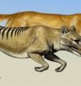 Though highly similar in their skull anatomy, specialized for a carnivorous diet, the thylacine, front, and the dingo very likely had different hunting styles. Researchers analyzing skeletons of the forelimbs found important differences. Though highly similar in their skull anatomy, specialized for a carnivorous diet, the thylacine, front, and the dingo very likely had different hunting styles. Researchers analyzing skeletons of the forelimbs found important differences.