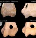 The elbow joint of the thylacine and the modern tiger, top, is wider and more rectangular than the dog-like wolf and fox, bottom, which are more toward the square. This suggests different styles of catching and subduing prey, cat-like or dog-like. The elbow joint of the thylacine and the modern tiger, top, is wider and more rectangular than the dog-like wolf and fox, bottom, which are more toward the square. This suggests different styles of catching and subduing prey, cat-like or dog-like.