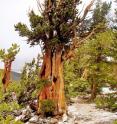 Bristlecone trees, such as this over a thousand-year-old tree in the Great Basin National Park, contributed to the tree-ring record on El Niño.