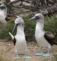 The scientists studied over 30 years a population of the blue-footed booby (<i>Sula nebouxii</i>), long-lived birds that inhabit the Pacific coasts of Mexico, the Galapagos Islands and Peru, to determine their aging patterns.