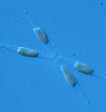 Micrograph of the fusiform morphotype of the diatom <i>Phaeodactylum tricornutum</i>.