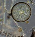 Diatoms from Puget Sound, Washington; diatoms are a critical part of the marine environment