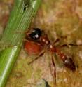 This is a Peruvian <i>Pseudomyrmex triplarinus</i> ant.