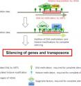 HDA6 collaborates with MET1 to make foundation of gene silencing.
