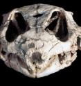 The skull of the procolophonid Hypsognathus was found in Fundy basin, Nova Scotia, which was hotter and drier when it was part of Pangaea. Mammals, needing more water, chose to live elsewhere.