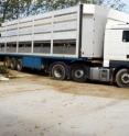 Livestock also suffer traffic accidents during transport.