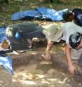 Students in the 2010 American University Dismal Swamp Field School excavating a probable 18th or 19th century maroon cabin footprint.