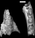 This is <I>Mescalerolemur horneri</I>'s partial upper jaw (in two pieces, at left)  and partial lower jaw (at right) (scales = 2 mm).