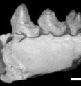 This is <I>Mescalerolemur horneri</I>'s partial right lower jaw (scale = 2 mm).