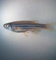 Zebrafish are a type of minnow widely used in scientific research and home aquariums. Small, semi-transparent freshwater fish, they reproduce rapidly and their transparent embryos develop outside the body. Such traits are helpful for viewing biological processes within the embryo or adult tissues.