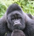 The mountain gorilla numbers substantially less than 5,000 individuals.
