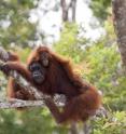 The orangutan; likely to number in the tens of thousands but unlikely to be viable unless urgent measures are taken to halt habitat loss.