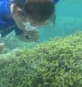 A graduate student examines coral off the coast of Guam for American University marine ecologist Kiho Kim's research. A graduate student examines coral off the coast of Guam for American University marine ecologist Kiho Kim's research.