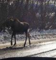 "Sodium concentration is two or three times higher in roadside salt pools compared to aquatic plants, yet those salt pools increase the probability of moose-vehicle collisions by 80 percent," says Paul Grosman, a graduate student in the Concordia University Department of Geography, Planning and Environment.