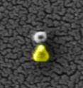 This is a scanning electron microscopy image showing a palladium nanoparticle with a gold antenna to enhance plasmonic sensing.