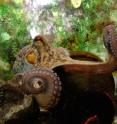 This is the octopus at the Hebrew University who proved not only smart but agile in receiving rewards. This is the octopus at the Hebrew University who proved not only smart but agile in receiving rewards.