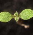 Once the energy resources in a seed are depleted, seedlings switch on a "green" photosynthesis program (<I>Arabidopsis</I> seedling at the top).