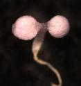 When plants encounter stressful situations, such as the herbicide norflurazon, the genes that control photosynthesis are turned off leading to a bleached appearance (<I>Arabidopsis</I> seedling at the bottom).