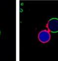 A new technique that constructs models of primitive cells has demonstrated that the structure of a cell's membrane and cytoplasm may be as important to cell division as a cell's enzymes, DNA, or RNA. The study, which will be published in the <i>Journal of the American Chemical Society, </i>may provide important clues to how life originated from non-life and how modern cells came to exhibit complex behaviors. This image shows the second-generation division in the model-cell. The initial division was followed by budding of one of the daughter cells. The small bud contains a newly-formed dextran-rich aqueous phase coated by the red membrane domain, while the larger body of the model cell contains the PEG-rich aqueous phase coated by the green membrane domain.