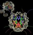 DNA wraps an assembly of special proteins called histones (colored) to form the nucleosome, a structure responsible for regulating genes and for condensing DNA strands to fit into the cell's nucleus.