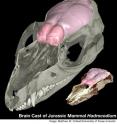 The brain cast of the Jurassic mammal Hadrocodium, reconstructed from CT scanning of its skull. Purple: brain; Pink: olfactory bulb for smell. Although the external features of Hadrocodium have been known, it is the latest CT study that has revealed characteristics of its brain. Hadrocodium has a large brain relative to its body weight. Its brain is very large for its ancient geological age (190 million years). The external features of its brain are already comparable to those of modern mammals, such as the opossum (above). The Jurassic mammals already have large olfactory bulb for a sophisticated sense of smell. 