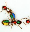 Singled out by unique color codes, ants provide evidence through their interactions that challenges previous assumptions about how social networks function.