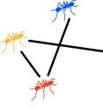 The study found that time is a crucial but often neglected factor in studying interactions between individuals. Blonder said: "We could imagine that if the yellow ant passed food on to the red ant which could later give it to the blue ant. However, the blue ant has no option of giving anything to the yellow ant because that would require moving backwards in time."