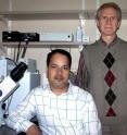 Des Raj Kashyap, Ph.D., (left) and Roman Dziarski, Ph.D., at the Indiana University School of Medicine - Northwest, report in <i>Nature Medicine</i> the mechanism employed by Peptidoglycan Recognition Proteins (PGRPs) to detect and destroy invading bacteria.