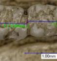 Paleontologist Yuri Kimura, Southern Methodist University in Dallas, identified a new species of birch mice, <I>Sicista primus</I>, from 17 tiny teeth. A single molar is about the size of half a grain of rice. The teeth, however, are distinctive among the various genera of rodents known as <I>Dipodidae</I>. Cusps, valleys, ridges and other distinguishing characteristics on the surface of the teeth are identifiable through a microscope.