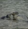 This is a harbor seal and pup. Seals and other marine mammals in the Pacific Northwest are being infected by two kinds of parasites that normally infect land mammals.