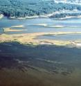 Seagrasses provide a key habitat in Chesapeake Bay and other coastal areas worldwide.
