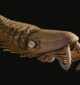 Anomalocaridids had long, spiny head limbs presumably used to snag prey, and a series of blade-like filaments in segments across the animal’s back, which scientists think might have functioned as gills.