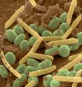 When environmental conditions are hospitable, <i>Myxococcus xanthus</i> takes a rod-shaped form (yellow), swarming, dividing, and competing with other cells for nutrients. When stressed, the bacterium becomes more social, collaborating with other cells to produce spherical spores (green) that can withstand stress.