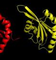 A protein diagram shows the structure of the malaria parasite protein ADF1 (actin-depolymerising factor 1) (left) compared to a human ADF (right). The noticeable lack of the 'finger' in malaria parasite ADF1 led researchers from the Walter and Eliza Hall Institute in Melbourne, Australia, to upend the conventional theory of how the protein controlled cell movement.