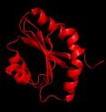 A protein diagram shows the structure of the malaria parasite protein ADF1 (actin-depolymerising factor 1). The noticeable lack of the 'finger' led researchers from the Walter and Eliza Hall Institute in Melbourne, Australia, to upend the conventional theory of how the protein controlled cell movement.