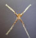 Decorative white silk crosses are an ingenious tactic used by orb-weaving spiders to protect their webs from damage.