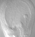 This is a young plant embryo (8-cell stage) in a developing seed of  <I>Arabidopsis thaliana</I> (thale cress).  At this stage maternal gene activity predominates, while paternal genes will get activated gradually as embryogenesis proceeds.
