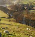 This is a view of Burnsall Fell, Wharfedale.
