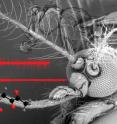 This image depicts scanning electron micrographs of the heads of a <i>Culex quinquefasciatus</i> mosquito (foreground) and <i>Drosophila melanogaster</i> (fruit fly; background). Representative traces of a CO<sub>2</sub>-sensitive neuron activated by CO<sub>2</sub> (top trace) and  inhibited by addition of odor 2,3-butanedione (bottom trace). The structures of CO<sub>2</sub> and 2,3-butanedione are also shown.