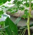 This photo shows a faux hut within the greenhouse.