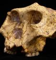 This is a skull of a <I>Paranthropus robustus</I> from Swartkrans Cave in South Africa.