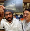 Drs. Navjotsingh Pabla and Zheng Dong at Georgia Health Sciences University have found a way to make the popular cancer drug cisplatin less toxic to the kidneys and more effective against some cancers.