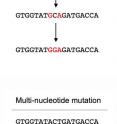 If mutations only happened one-at-a-time, three separate mutation events would be required to convert ACT to GGA (top). Multi-nucleotide mutation, facilitated by error-prone polymerases, can allow for 2 to 9 simultaneous mutations, opening up whole new considerations for protein evolution.
